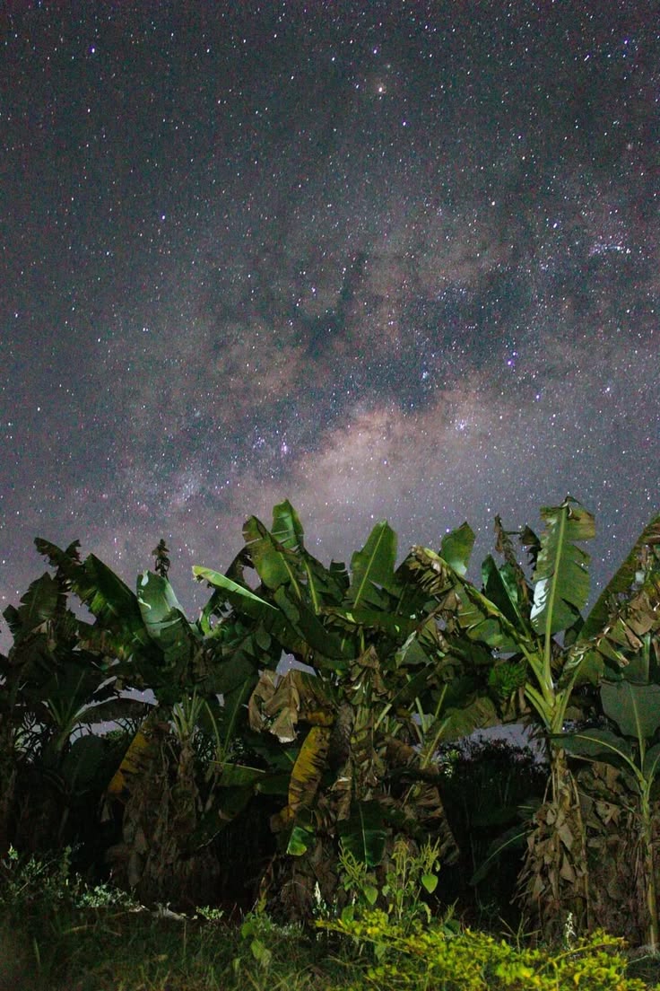 Cielo estrellado sobre vegetación tropical.