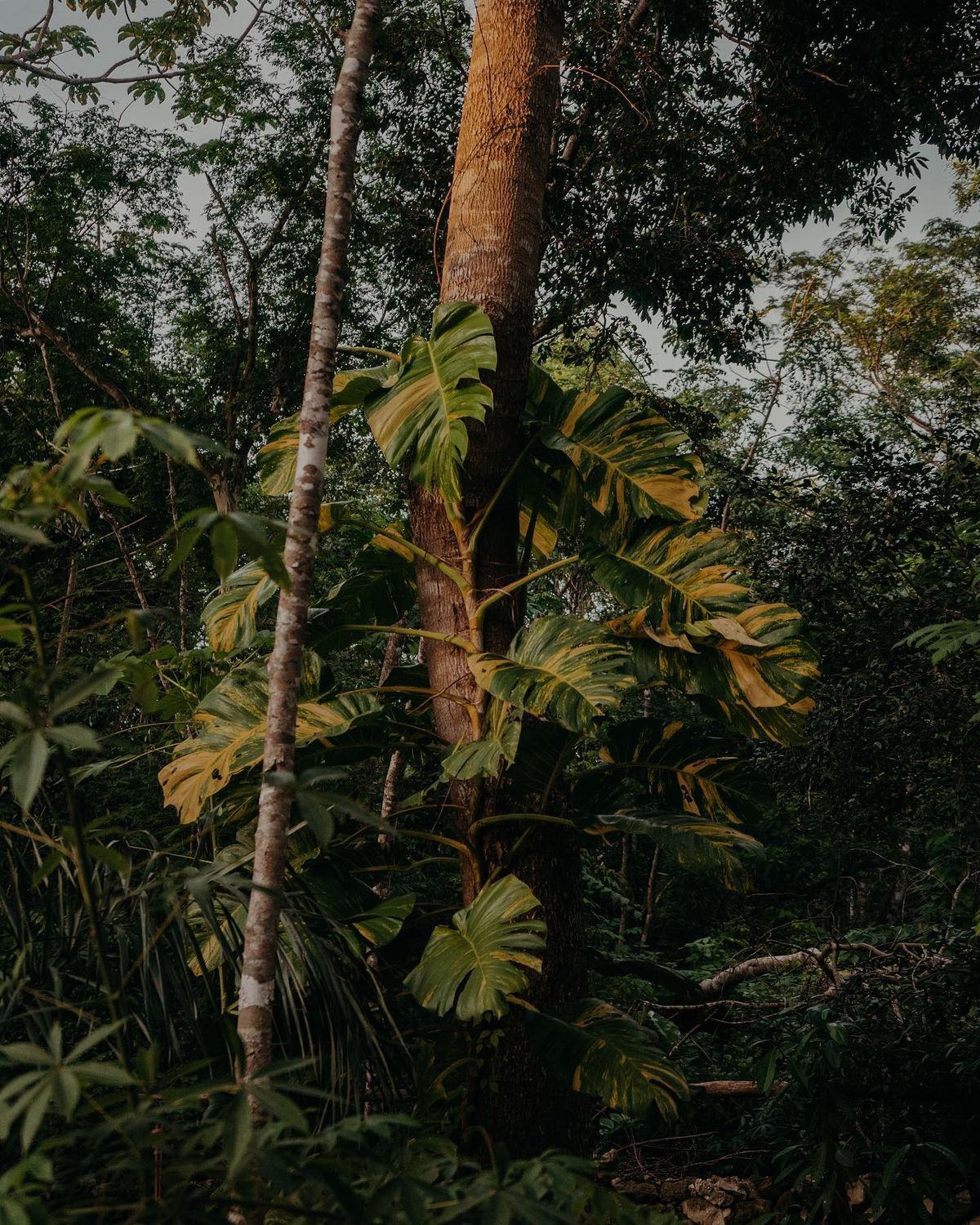 Hojas tropicales en el bosque.